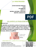 Exposicion Anatomia Glandulas