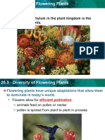 20.3 Diversity of Flowering Plants