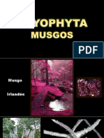 BRYOPHYTA-MUSGOS
