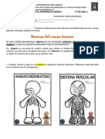 Sistemas Del Cuerpo Humano: Órganos. Lo Que Nos Permitirá Comprender Mejor Su Funcionamiento