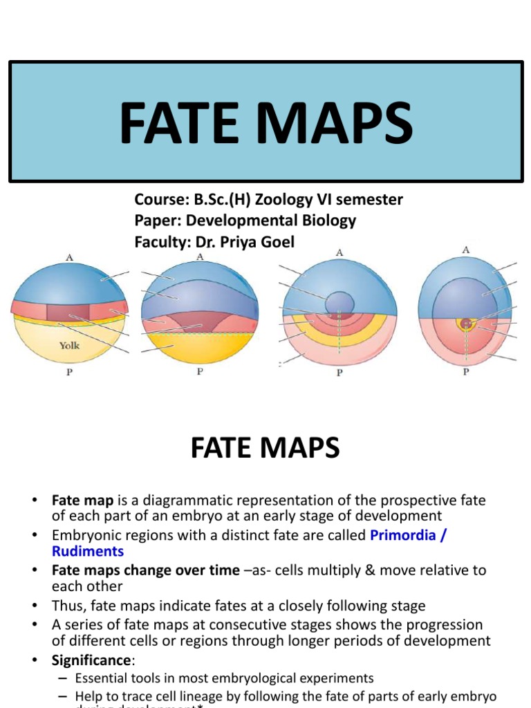 Fate Maps in Developmental Biology | PDF | Embryo | Nervous System