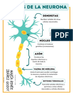 Infografía Partes de La Neurona