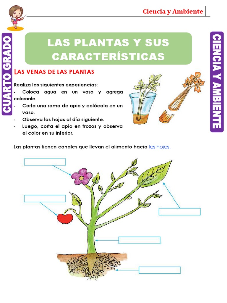 Las Plantas y Sus Características para Cuarto Grado de Primaria | PDF, image size:768x1024