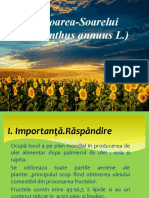 Floarea-Soarelui-prezentare.-Atodiresei-Razvan-Aparasca-Andrei-488