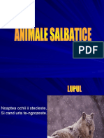 1 Animalesalbatice