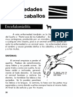 03 Enfermedades de Los Caballos