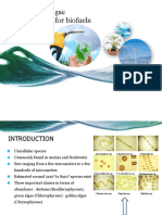 MARINE Microalgae Potential Source For Biofuels