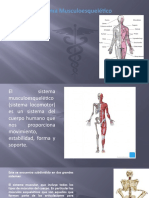 Sistema musculoesquelético: movimiento, estabilidad y soporte