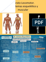 Sistema Locomotor - 5