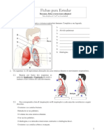 Sistema respiratório humano e nos peixes