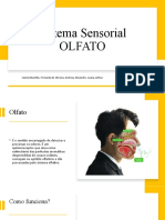 Sistema Sensorial Olfato