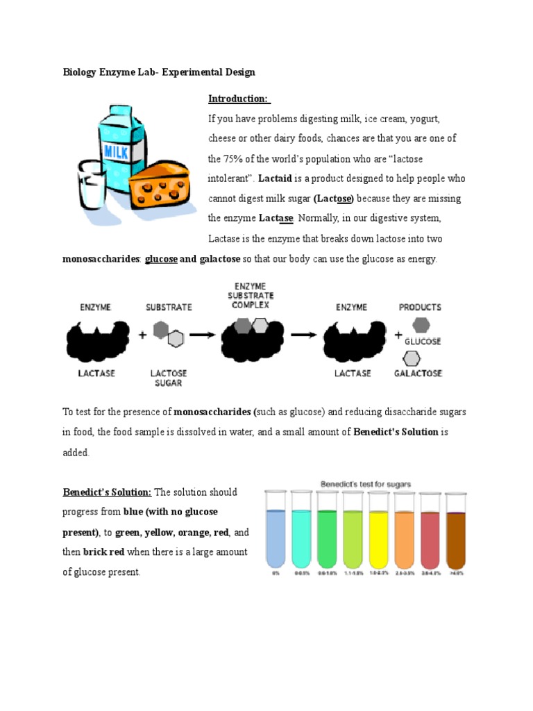 Biology Enzyme LabExperimental Design PDF Nutrition Diet & Nutrition