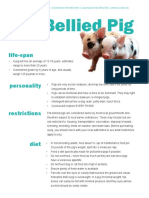 Pot Bellied Pig Care