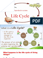 Life Cycle of An Animal