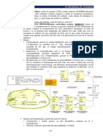 Biología 2º Bach Anexo - Ciclo c4