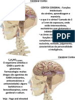 Funções do córtex cerebral e áreas associativas