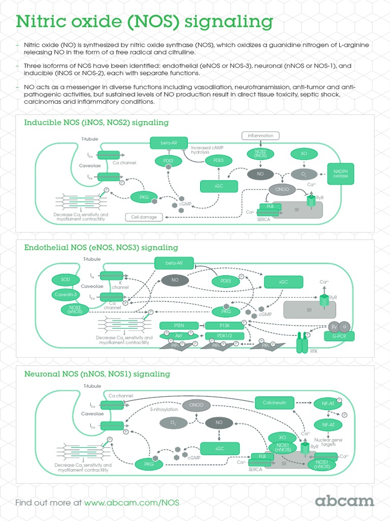Nitric Oxide Signaling | PDF | Nitric Oxide Synthase | Biochemistry
