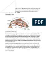 Anatomy of Fish: Maintaining Salt Balance