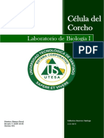 Celula Del Corcho