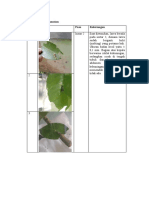 Data Hasil Pengamatan Papilio Memnon