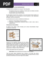 Download Anatoma humana articulaciones columna vertebral 3ra parte by Ema Moraru SN57672541 doc pdf