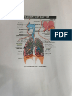 Respiratory System: Canslockphoto Com Csp48996464