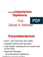 corynebacterium new
