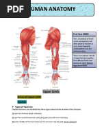Anatomy of Upper and Lower Limbs | PDF | Arm | Human Leg