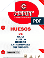 Huesos y sus funciones en