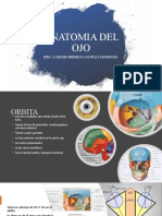 Anatomia Del Ojo