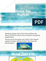Green Sea Turtle Information Report