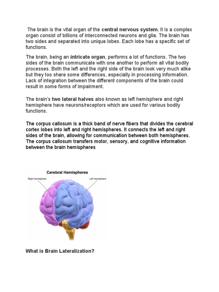 Brain Left and Right Hemisphere PPT Presentation | PDF | Lateralization