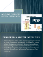 Anatomi Fisiologi Sistem Integumen