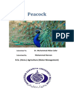 Peacock: B.Sc. (Hons.) Agriculture (Water Management)