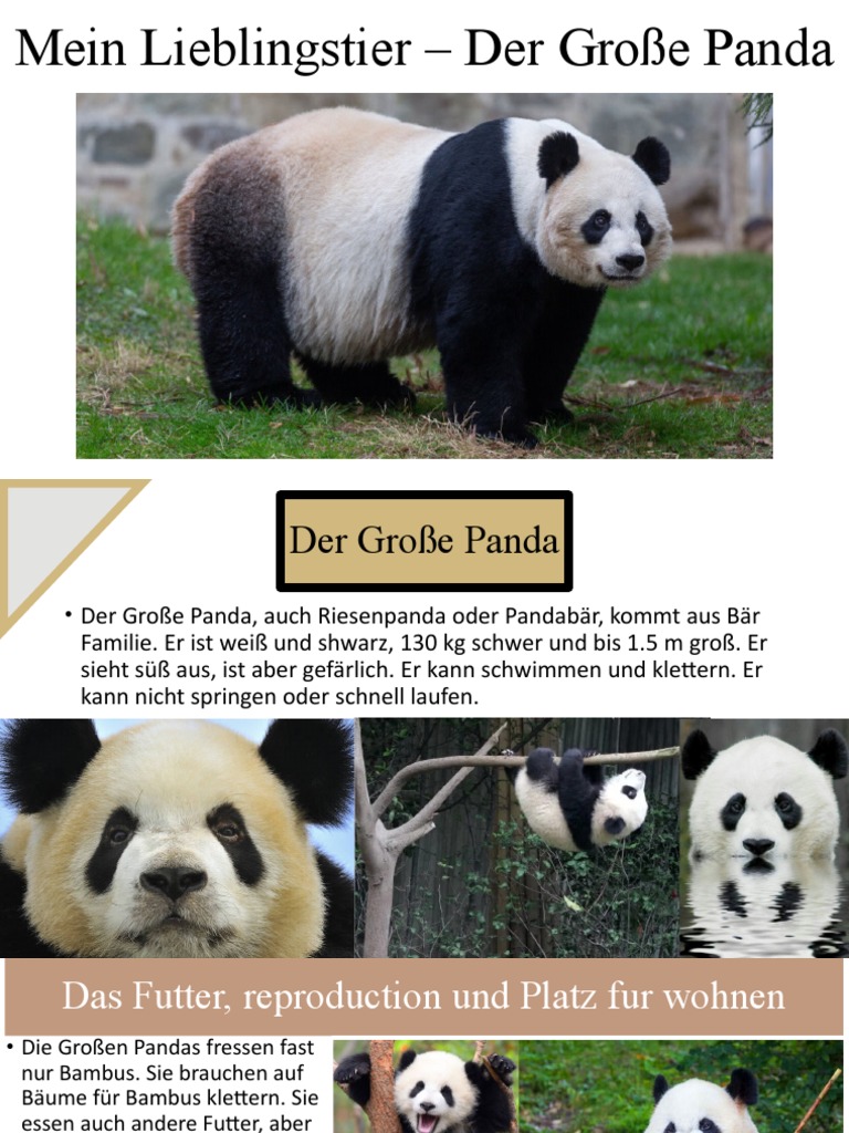 Panda | PDF