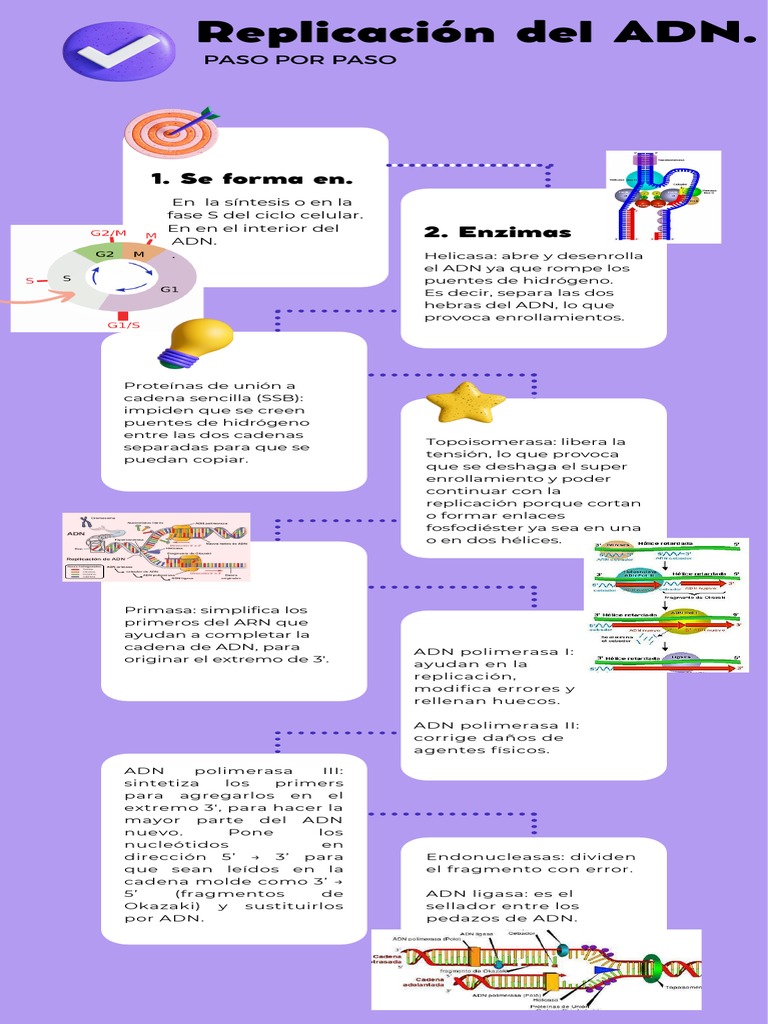 Proceso de Replicación del ADN Paso a Paso | PDF