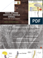 Tema Sistema Nervioso-Medula Espinal