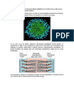 Principales Estructuras Que Forman Los Lípidos Anfipáticos en El Medio Acuoso