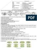 Mitosis Worksheet