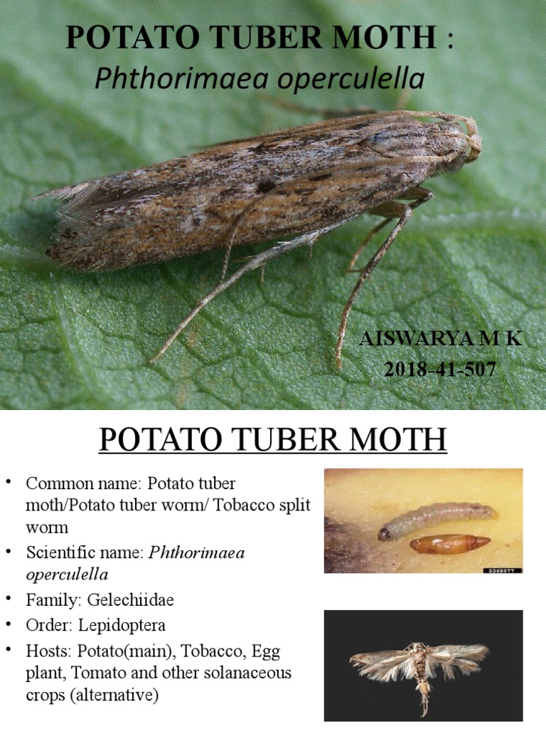 Potato Tuber Moth PDF Insects Agriculture