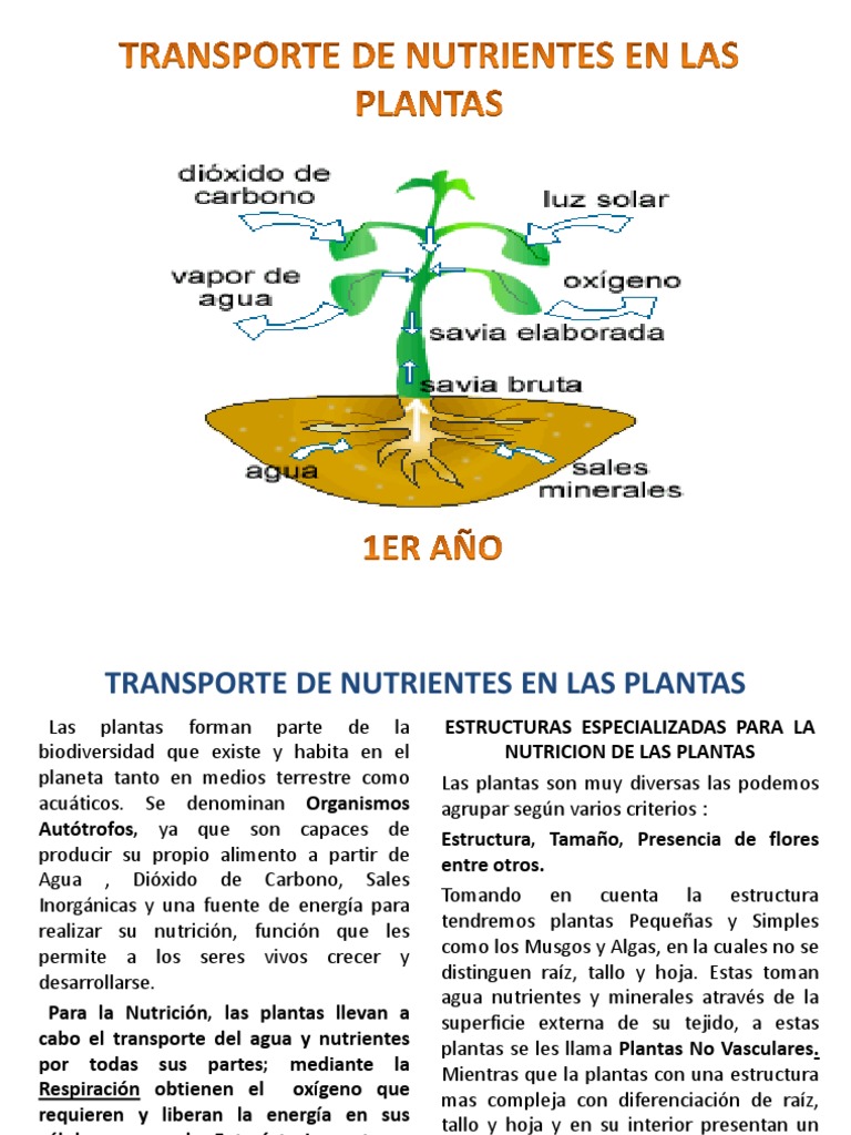Transporte de Agua en Las Plantas PDF Raíz Tallo de la planta