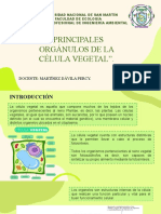 Principales orgánulos de la célula vegetal