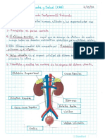 Cuidados y Enfermedades Del Sistema Excretor