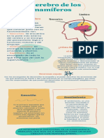 El Cerebro de Los Mamíferos