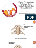Slide Praktikum Medulla Spinaliss