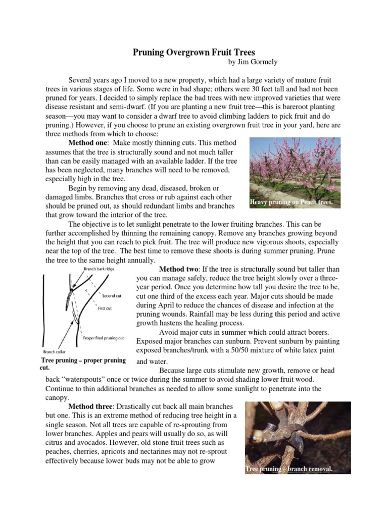 Pruning Overgrown Fruit Trees Guide | PDF | Pruning | Trees