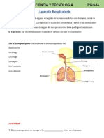 El sistema respiratorio: órganos y procesos de la respiración