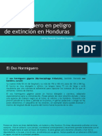 Oso Hormiguero en Peligro de Extinción en Honduras