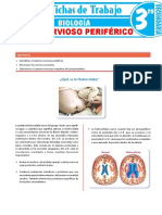 Sistema Nervioso Periferico para Tercer Grado de Secundaria