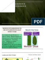 Monocotyledonous and Dicotyledonous Leaves